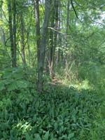 Lot 25 SAGINAW