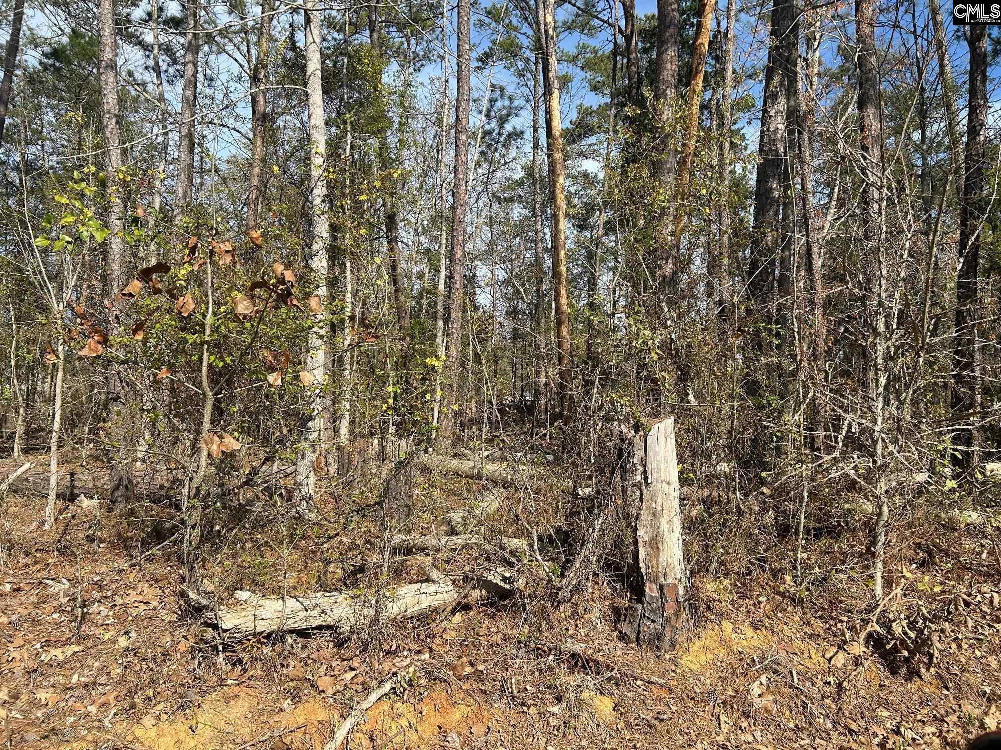 Image 3: Carolina Lane
