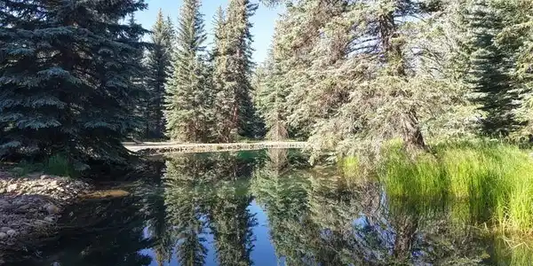 201 Golden Forest RD