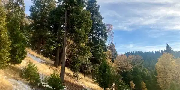 285 Hidden Forest Road
