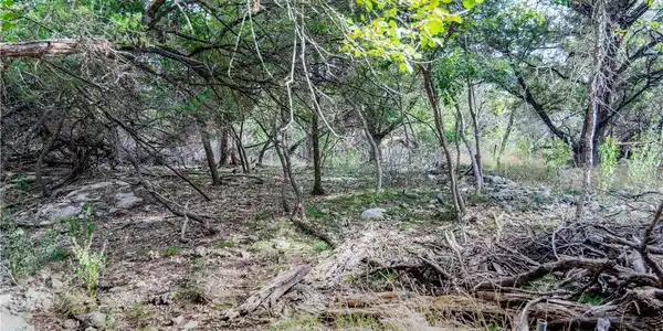 Image 3: Interior of lot is beautiful. Good trees. Plenty o