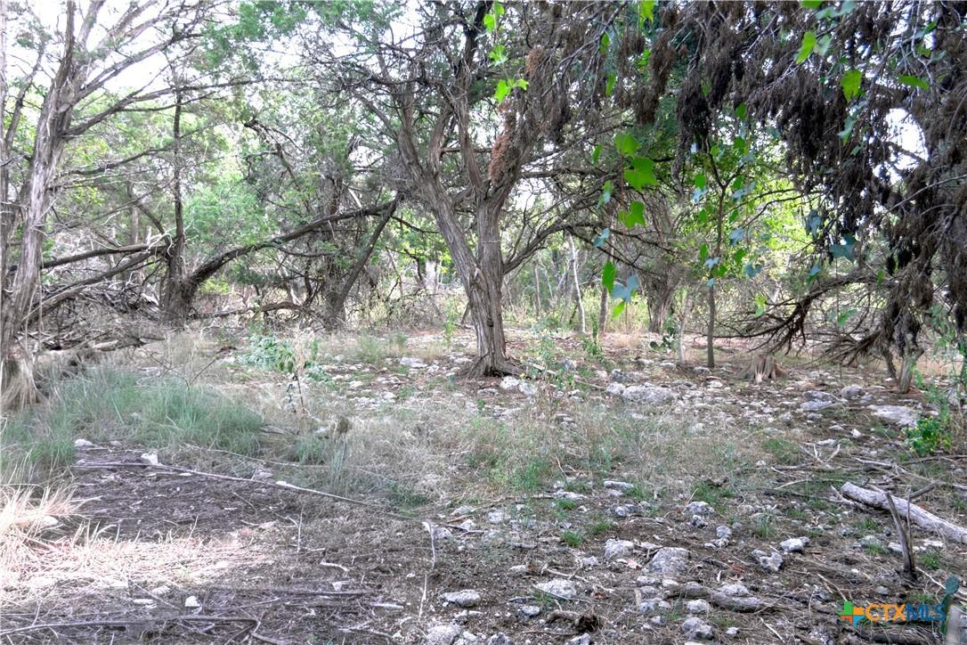 Image 4: Interior of lot is beautiful. Lots of good trees.