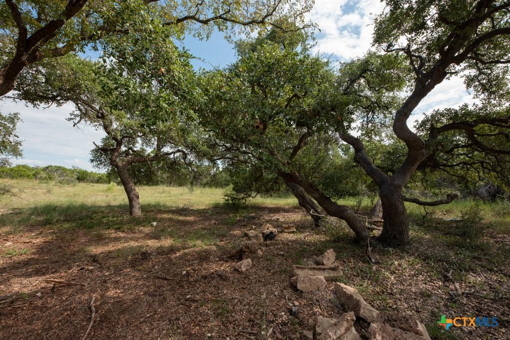 Image 2: MULTIPLE MATURE OAKS