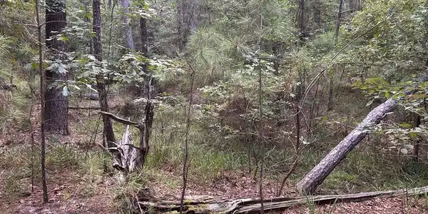 Lot 124 Crooked Branch Road