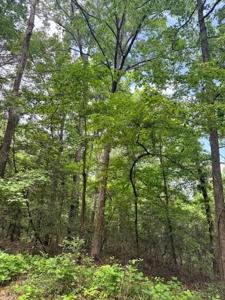Lot 6 White Oak Drive