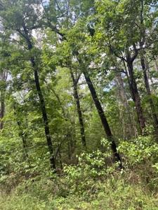 Lot 7 Pine Trl