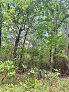 Lot 21 Red Bud Lane