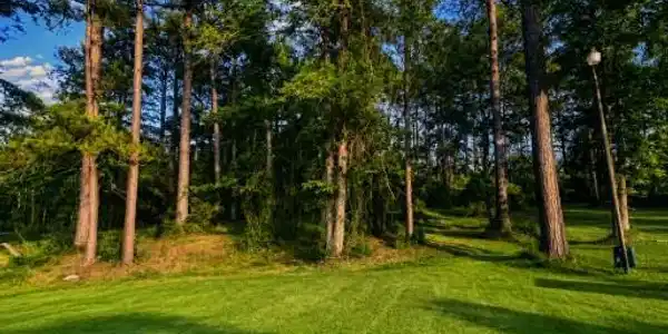 300 Sweet Gum Loop