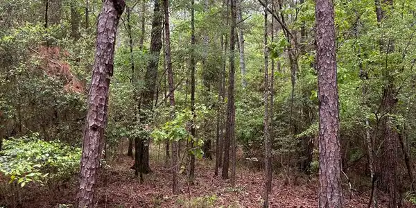 Image 2: Lot