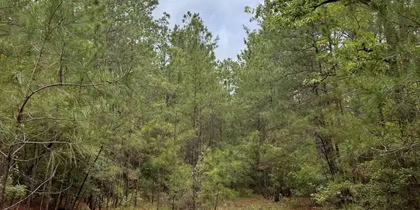 Image 3: Easement to lot
