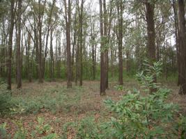 Lot 10 Shadow Moss Drive