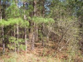 Lot 65 Five Mile Road