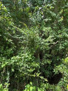 Lot 18 Clark Hill Drive