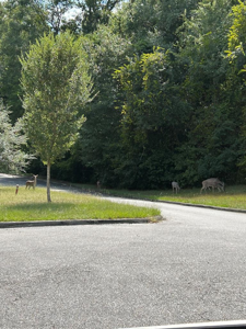 Lot 28 Cypress Cove