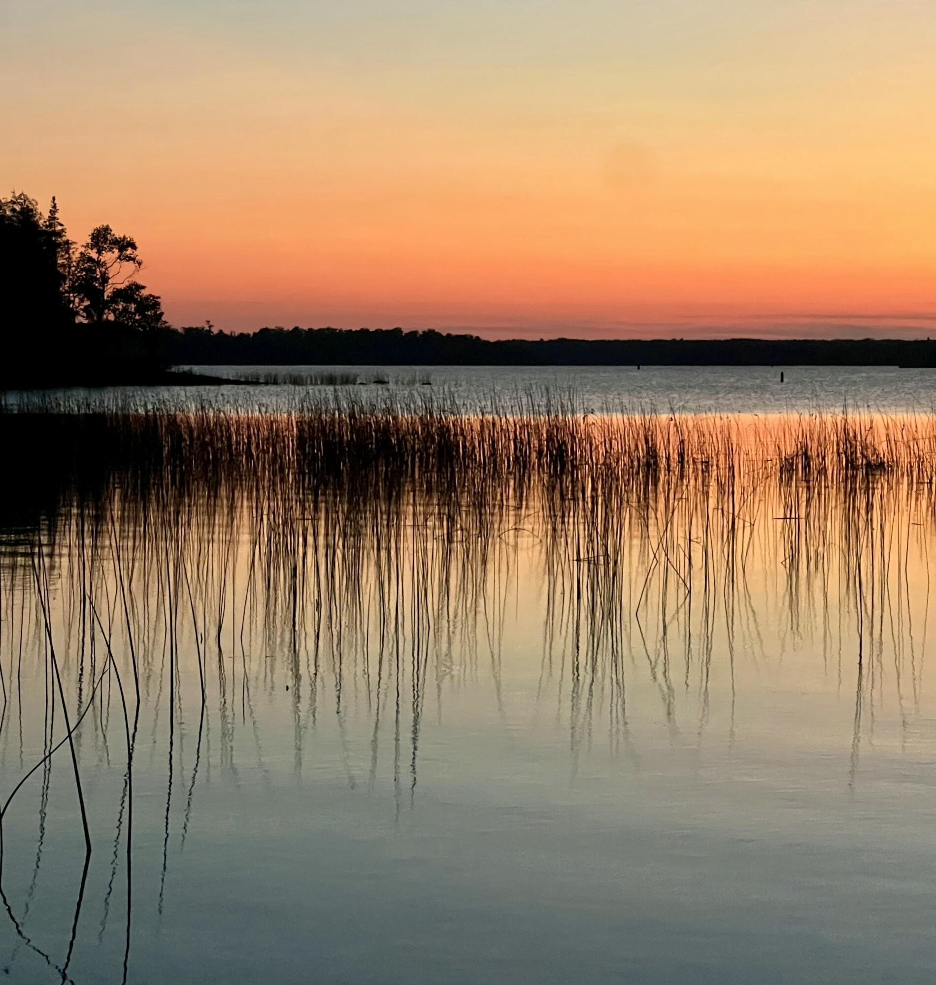 Image 3: Shore Reeds