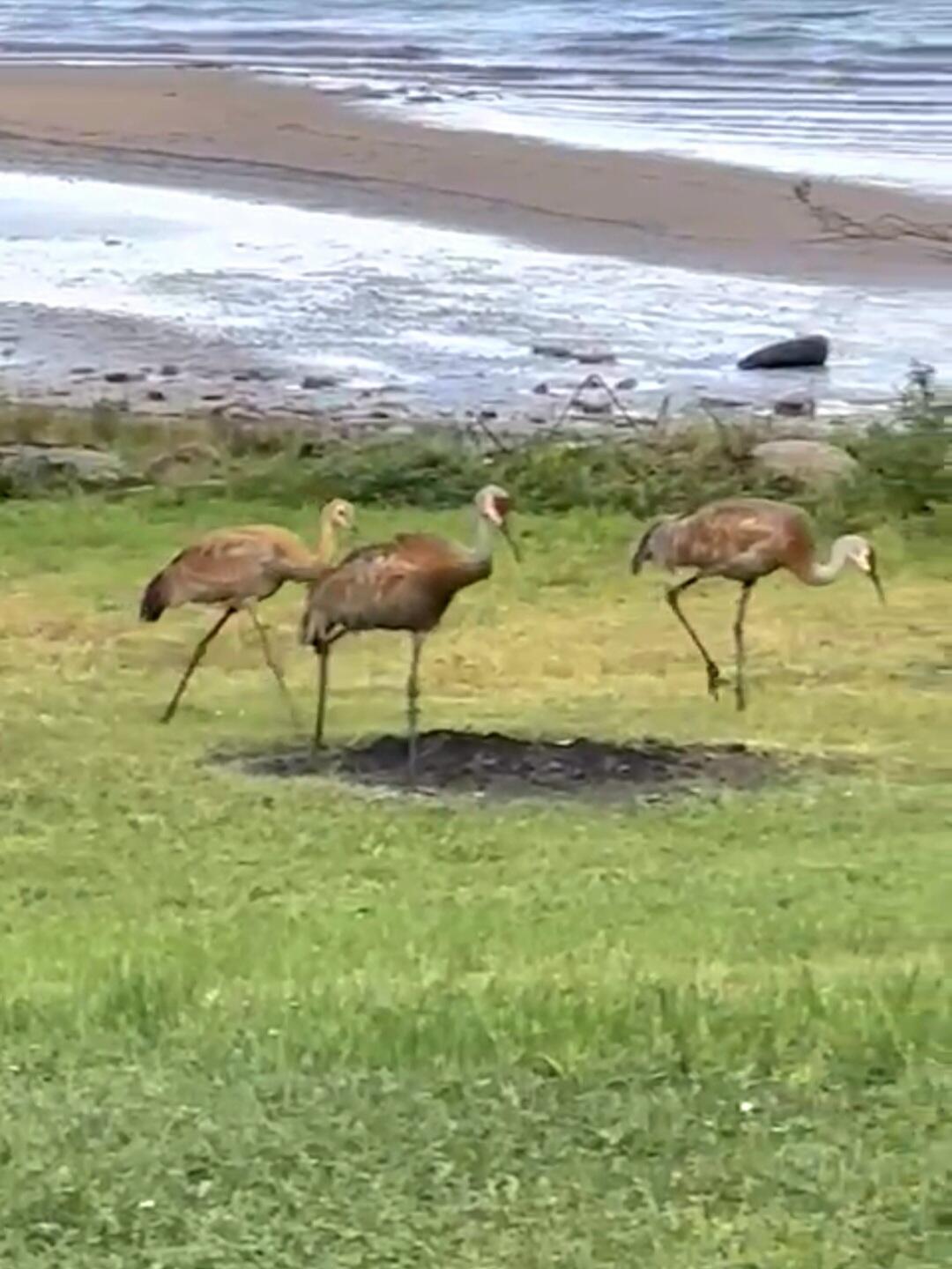 Image 4: wildlife