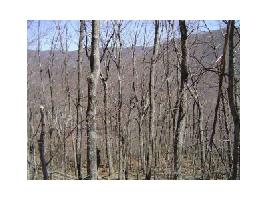 2936 Locust Trail Lot 2936