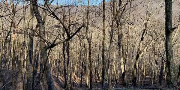 2937 Locust Trail