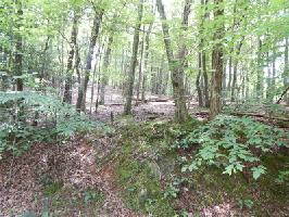 3208 Crippled Oak Trail Lot 3208