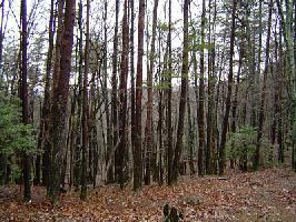 1508 Moss Patch