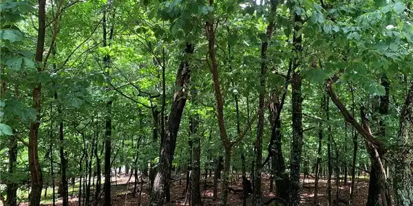 264 Little Hendricks Mountain Circle