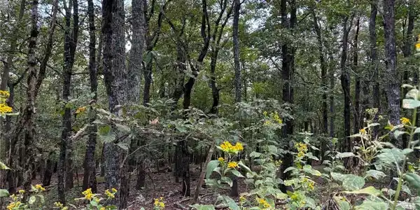 Lot 290 Little Hendricks Mountain