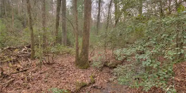 2152 Royal Fern Trail