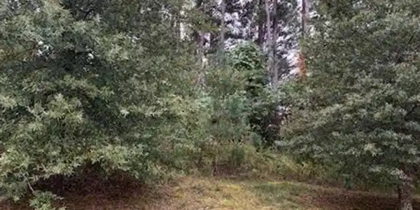 3346 Coffey Cove Drive