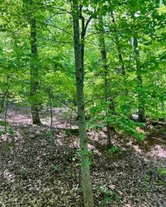 220 Yanegwa Knoll