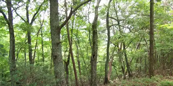 Lot 244 Shadowick Mountain Road