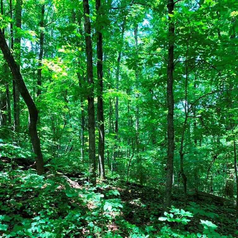 2706 Vaughandale Circle, Gainesville, GA lhrmls00697135