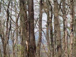 16D LOWER SASSAFRAS MOUNTAIN Parkway