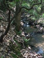 2152 Royal Fern Trail