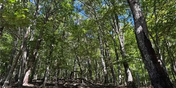Lot 1652 Moss Patch Trail