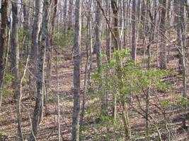 98 Oak Ridge Ct, Jasper GA 30143