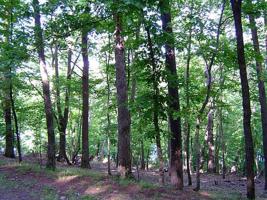 1520 Moss Patch Trail, Jasper GA 30143