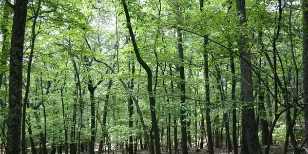 1548 Moss Patch Trail