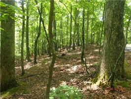 6128 Fire Pink Lane Lot 6128