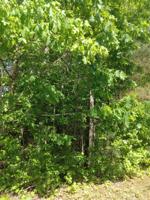 OGLETHORPE MOUN Oglethorpe Mountain Road