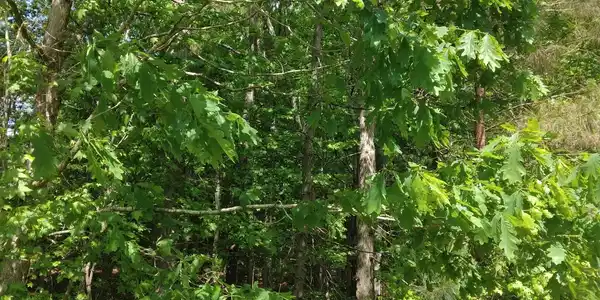 OGLETHORPE MOUN Oglethorpe Mountain Road