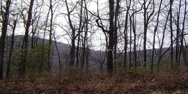 Lot 135 Upper Sassafras