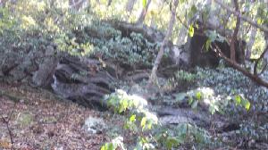 5181  Chestnut Cove Trl Lot 5181