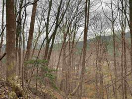 Lot E2 White Oak Forest