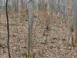 Lot E3 White Oak Forest