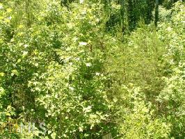 85&8  Poplar Springs Rd LOTS 85&86-E