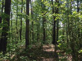 4430 4430 Bee Tree Ridge