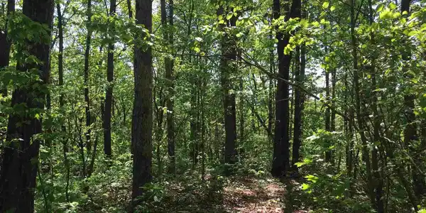 4430 4430 Bee Tree Ridge