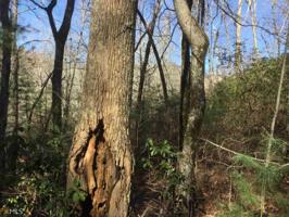 Lot MAP 6,C16 Kings Knob Bluff