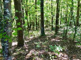 Lot 144 Tranquility At Carters Lake