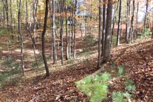 00 Sinti Trail
